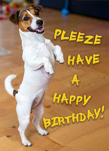 Dog Dont Beg Funny Birthday     Don't make me beg!